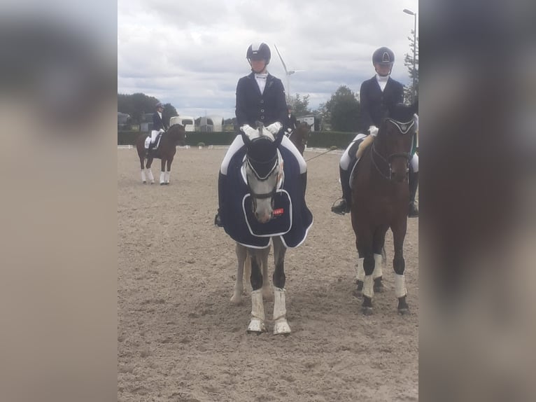 Deutsches Reitpferd Wallach 12 Jahre 173 cm Schimmel in Willich
