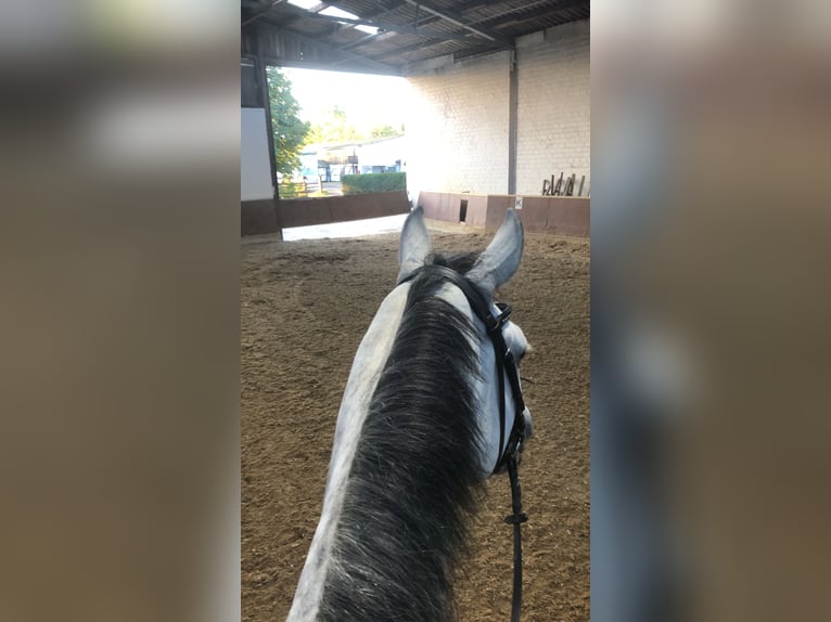 Deutsches Reitpferd Wallach 12 Jahre 173 cm Schimmel in Willich