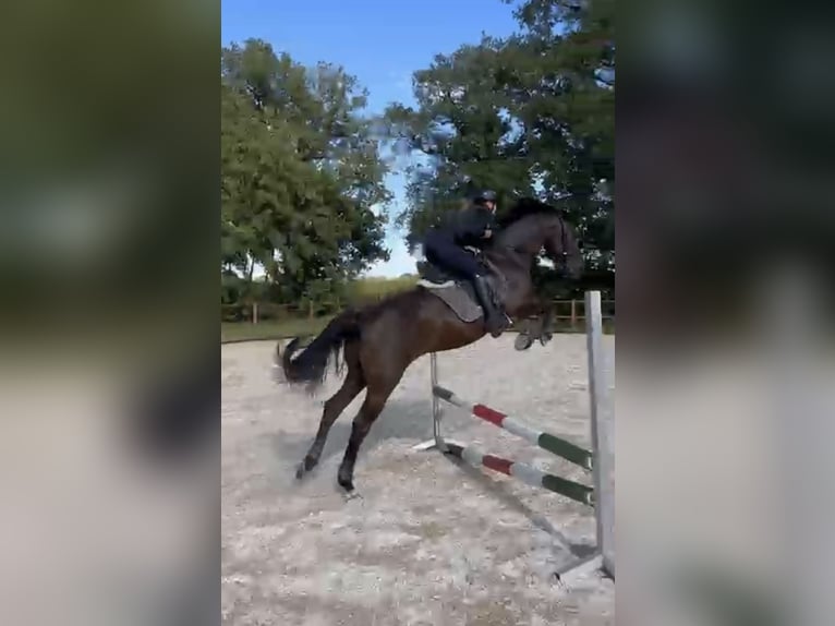Deutsches Reitpferd Wallach 13 Jahre 161 cm Rappe in Recke