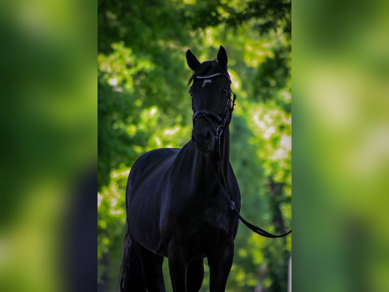 Deutsches Reitpferd Wallach 13 Jahre 161 cm Rappe in Recke