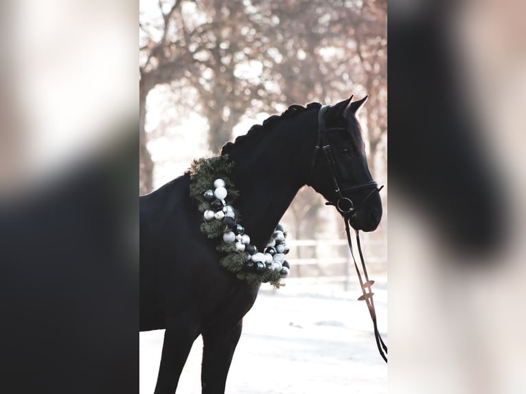 Deutsches Reitpferd Wallach 13 Jahre 161 cm Rappe in Recke