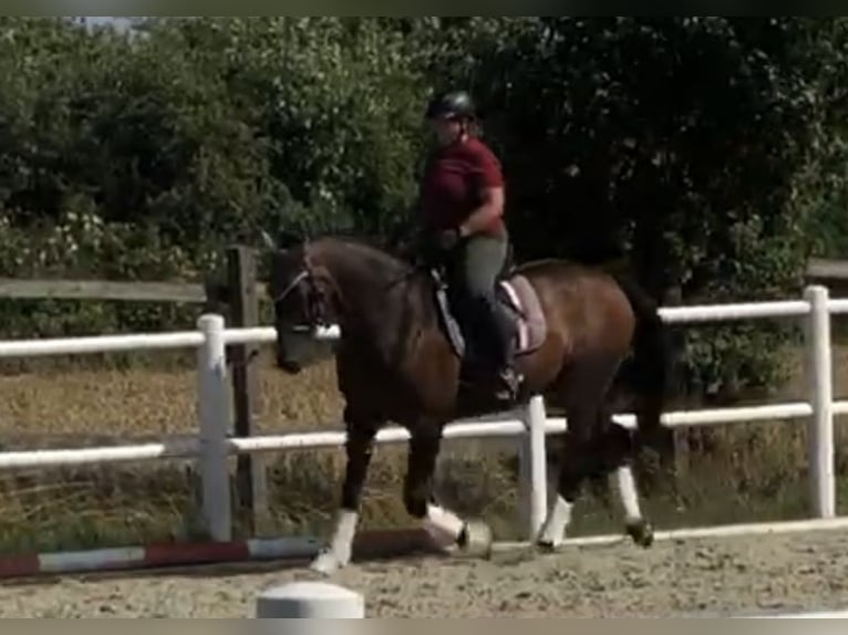 Deutsches Reitpferd Wallach 13 Jahre 165 cm Brauner in Wanzleben-Börde