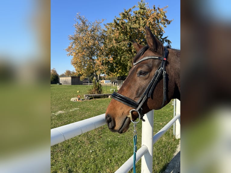 Deutsches Reitpferd Wallach 13 Jahre 165 cm Brauner in Wanzleben-Börde