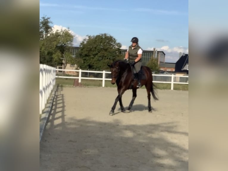 Deutsches Reitpferd Wallach 13 Jahre 165 cm Brauner in Wanzleben-Börde