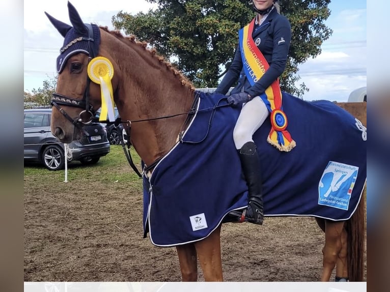 Deutsches Reitpferd Wallach 13 Jahre 165 cm Fuchs in Hagenow