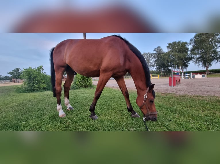 Deutsches Reitpferd Wallach 13 Jahre 169 cm Brauner in Rhede