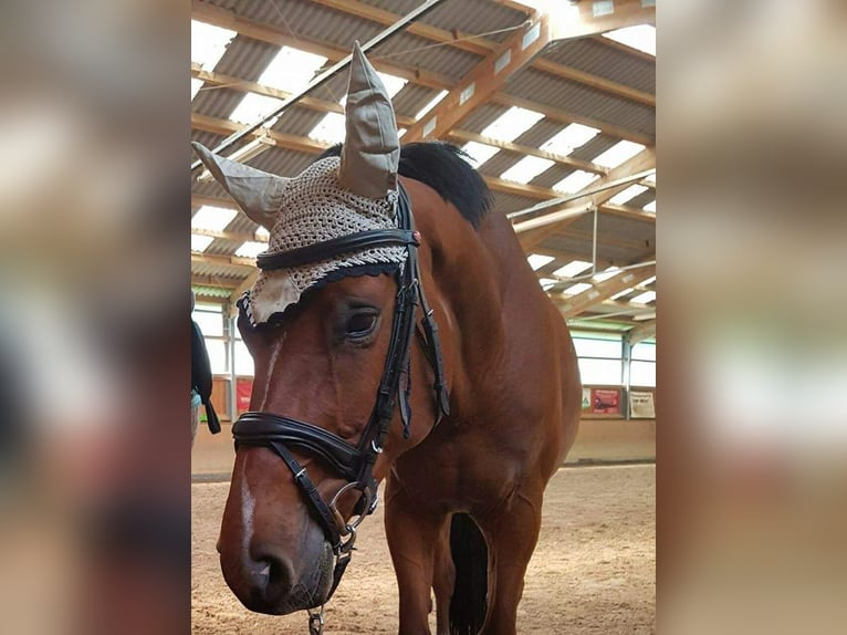 Deutsches Reitpferd Wallach 13 Jahre 169 cm Brauner in Rhede