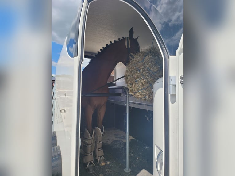 Deutsches Reitpferd Wallach 13 Jahre 169 cm Brauner in Rhede