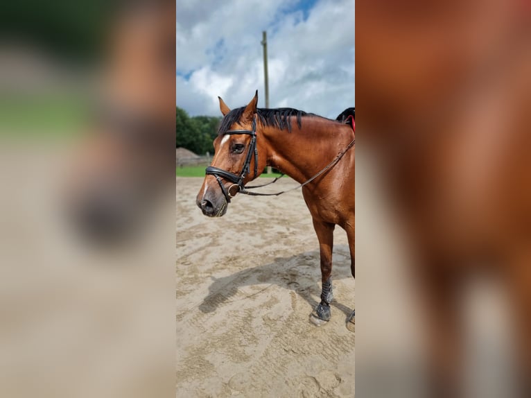 Deutsches Reitpferd Wallach 13 Jahre 169 cm Brauner in Rhede