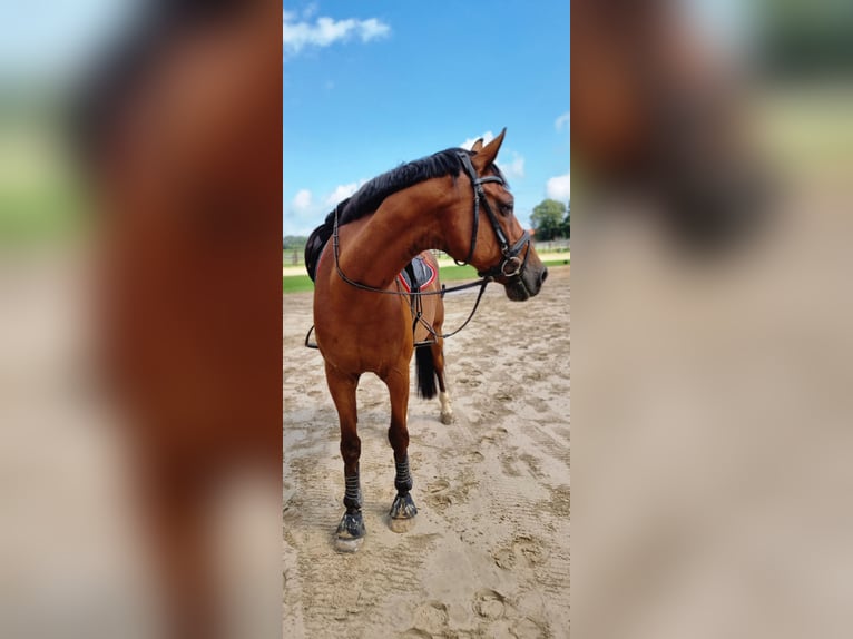 Deutsches Reitpferd Wallach 13 Jahre 169 cm Brauner in Rhede