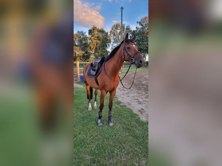 Deutsches Reitpferd Wallach 13 Jahre 169 cm Brauner in Rhede