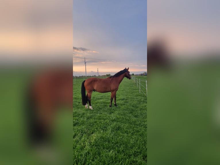 Deutsches Reitpferd Wallach 13 Jahre 169 cm Brauner in Rhede