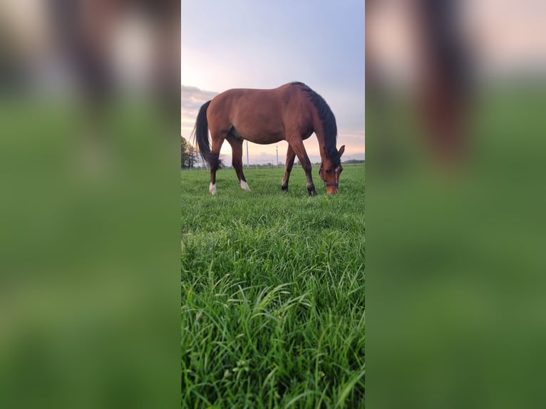 Deutsches Reitpferd Wallach 13 Jahre 169 cm Brauner in Rhede