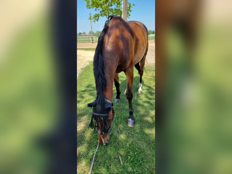 Deutsches Reitpferd Wallach 13 Jahre 169 cm Brauner in Rhede