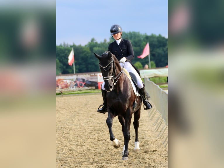 Deutsches Reitpferd Wallach 13 Jahre Rappe in Bad Zwischenahn