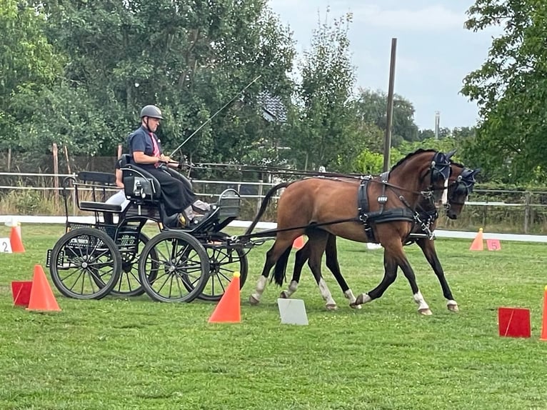 Deutsches Reitpferd Wallach 14 Jahre 166 cm Brauner in Nettetal