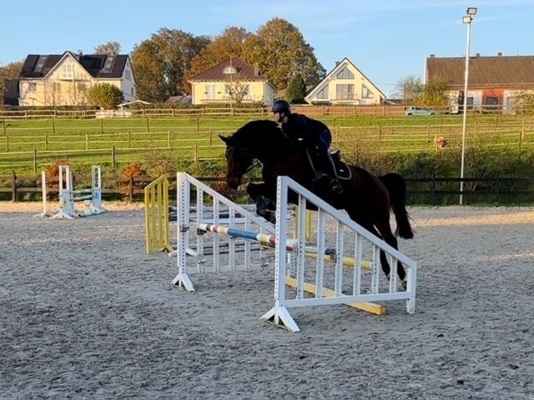 Deutsches Reitpferd Wallach 14 Jahre 166 cm in D&#xFC;sseldorf