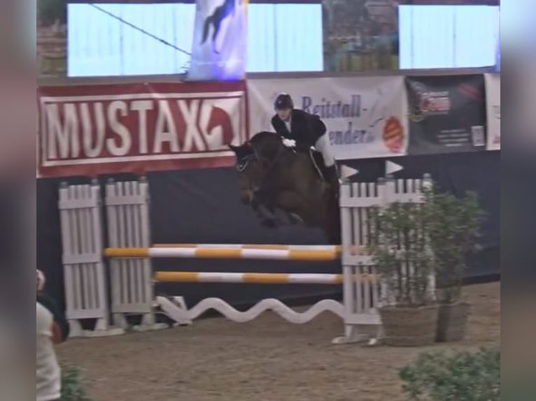 Deutsches Reitpferd Wallach 14 Jahre 166 cm in D&#xFC;sseldorf