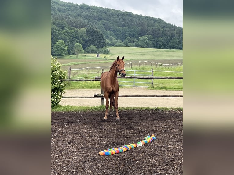Deutsches Reitpferd Wallach 14 Jahre 172 cm Fuchs in Neumarkt in der Oberpfalz