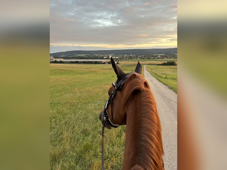 Deutsches Reitpferd Wallach 14 Jahre 172 cm Fuchs in Neumarkt in der Oberpfalz