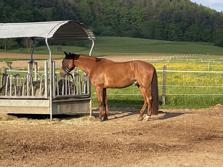 Deutsches Reitpferd Wallach 14 Jahre 172 cm Fuchs in Neumarkt in der Oberpfalz