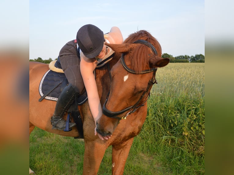 Deutsches Reitpferd Wallach 14 Jahre 183 cm Fuchs in Sollerup