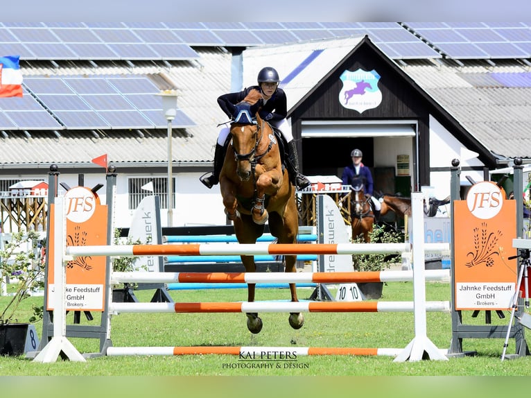 Deutsches Reitpferd Wallach 14 Jahre 183 cm Fuchs in Sollerup