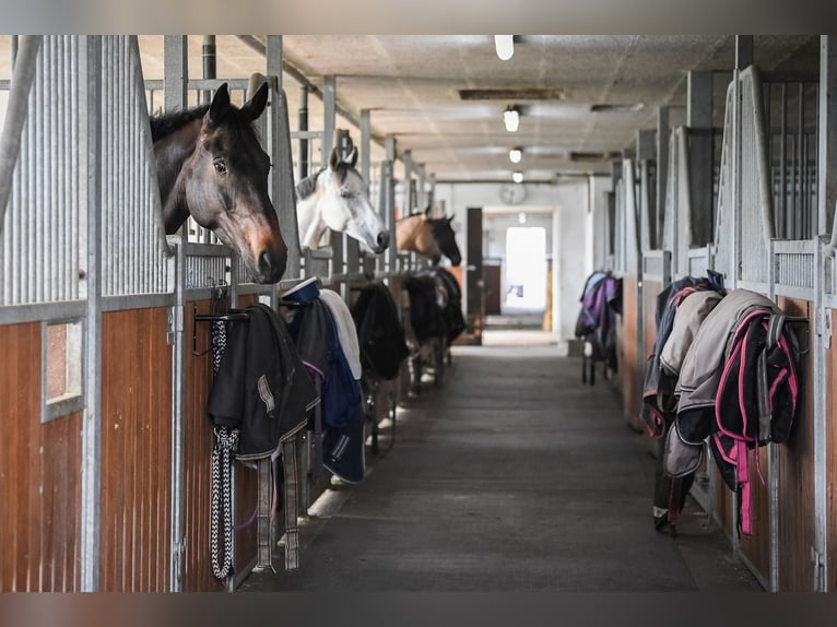 Deutsches Reitpferd Wallach 14 Jahre in Arnegg