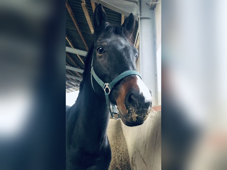 Deutsches Reitpferd Wallach 15 Jahre 160 cm Brauner in Kleve