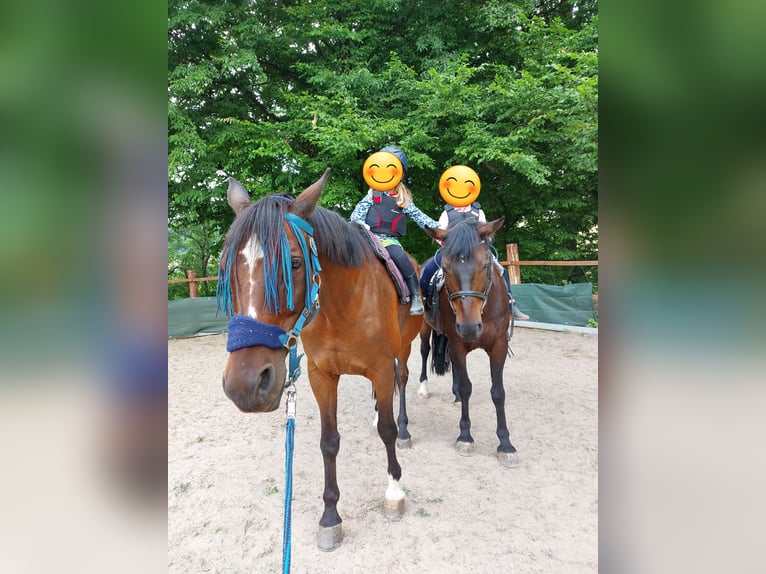 Deutsches Reitpferd Mix Wallach 15 Jahre 160 cm Brauner in Seeheim-Jugenheim