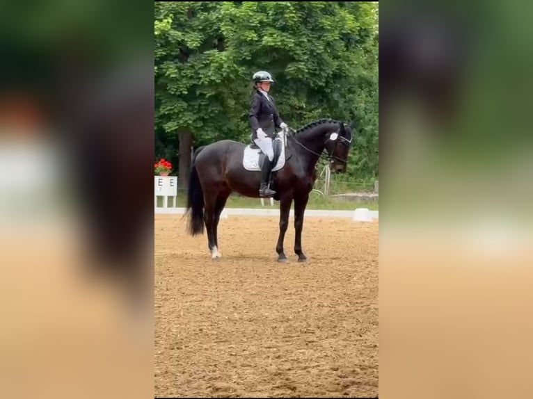 Deutsches Reitpferd Wallach 15 Jahre 162 cm Dunkelbrauner in M&#xFC;nchberg