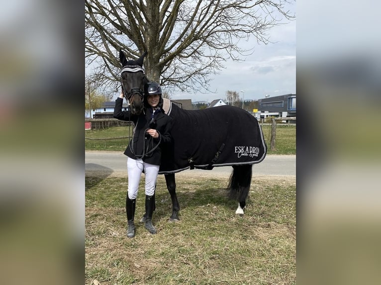 Deutsches Reitpferd Wallach 15 Jahre 162 cm Dunkelbrauner in M&#xFC;nchberg