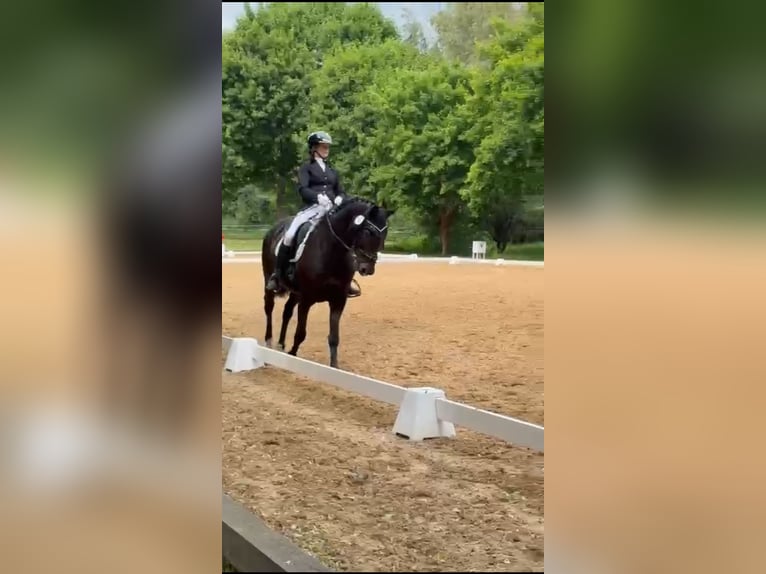 Deutsches Reitpferd Wallach 15 Jahre 162 cm Dunkelbrauner in M&#xFC;nchberg