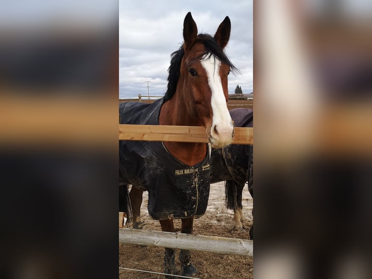 Deutsches Reitpferd Wallach 15 Jahre 167 cm Brauner in Illingen
