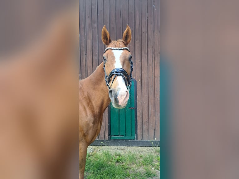 Deutsches Reitpferd Wallach 15 Jahre 172 cm Fuchs in Tangeln