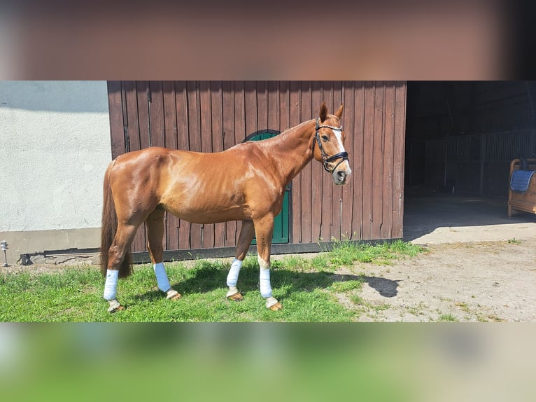 Deutsches Reitpferd Wallach 15 Jahre 172 cm Fuchs in Tangeln