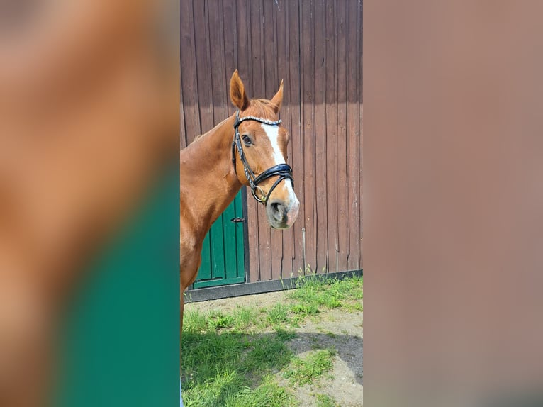 Deutsches Reitpferd Wallach 15 Jahre 172 cm Fuchs in Tangeln