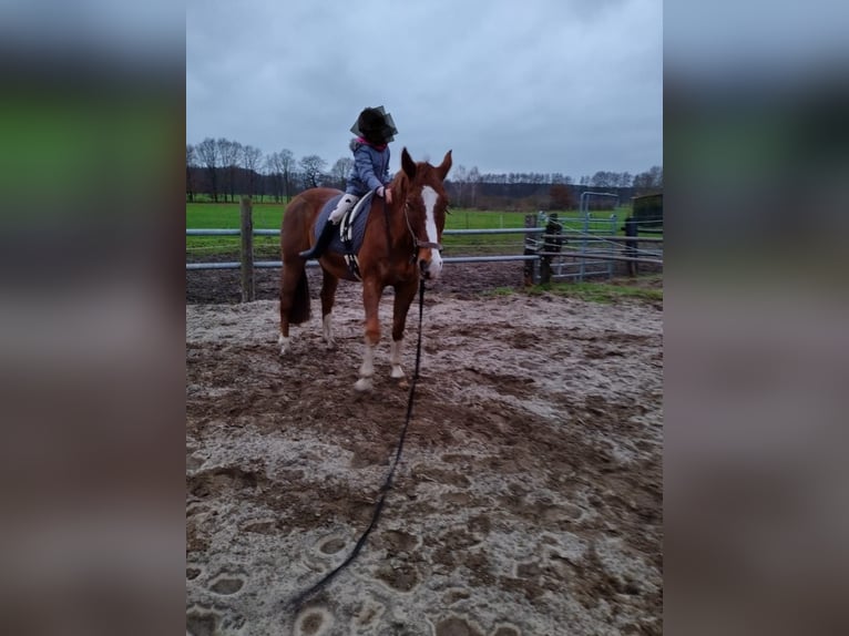 Deutsches Reitpferd Wallach 15 Jahre 172 cm Fuchs in Tangeln