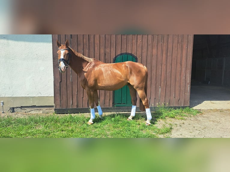Deutsches Reitpferd Wallach 15 Jahre 172 cm Fuchs in Tangeln