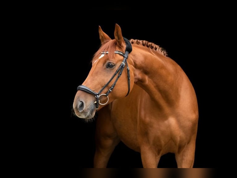 Deutsches Reitpferd Wallach 15 Jahre 172 cm Fuchs in Bochum