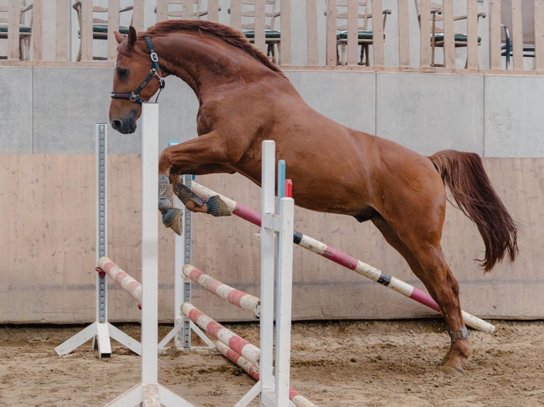 Deutsches Reitpferd Wallach 15 Jahre 172 cm Fuchs in Bochum