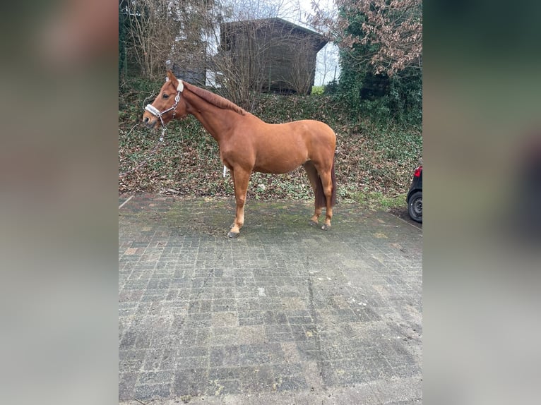 Deutsches Reitpferd Wallach 15 Jahre 172 cm Fuchs in Bochum