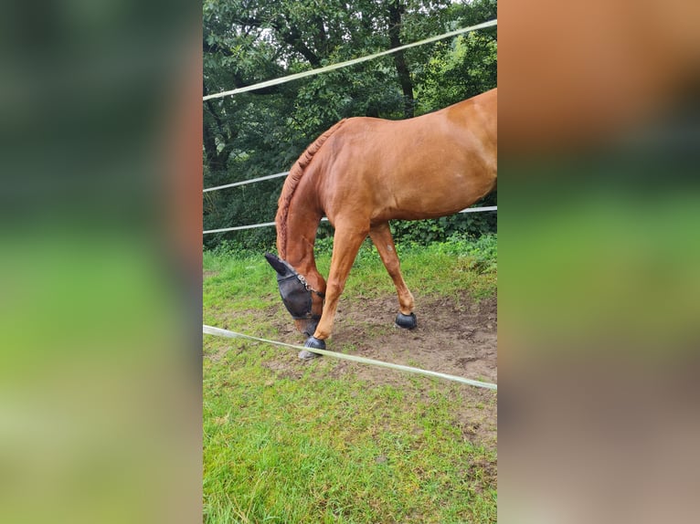 Deutsches Reitpferd Wallach 15 Jahre 172 cm Fuchs in Bochum