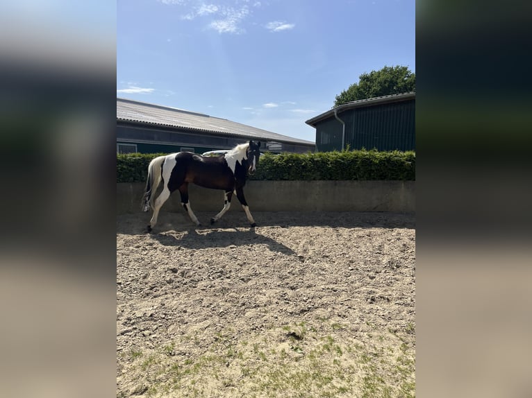 Deutsches Reitpferd Mix Wallach 15 Jahre 174 cm Schecke in Hamersen