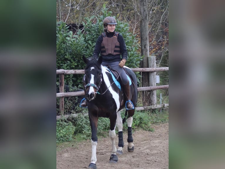 Deutsches Reitpferd Mix Wallach 15 Jahre 174 cm Schecke in Hamersen