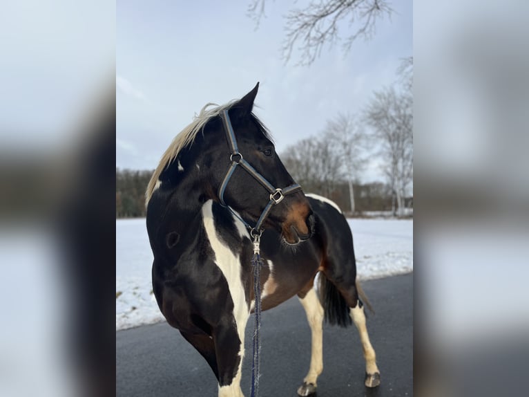 Deutsches Reitpferd Mix Wallach 15 Jahre 174 cm Schecke in Hamersen