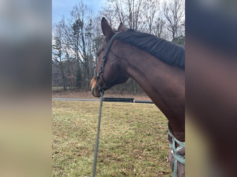 Deutsches Reitpferd Wallach 15 Jahre 176 cm Brauner in Hartberg