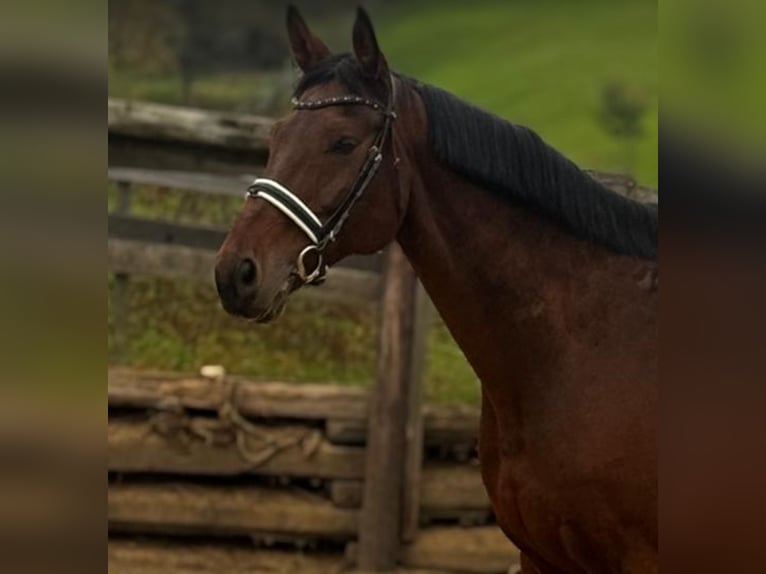 Deutsches Reitpferd Wallach 15 Jahre 176 cm Brauner in Hartberg