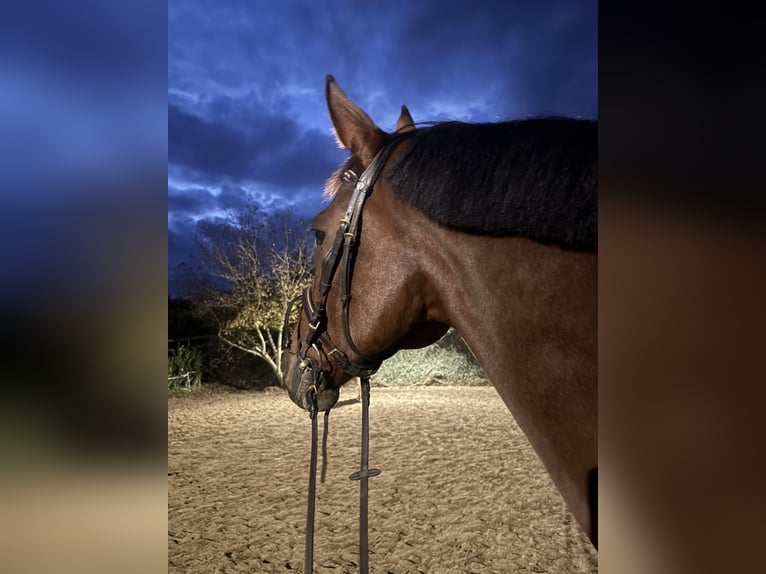 Deutsches Reitpferd Wallach 15 Jahre 176 cm Brauner in Hartberg