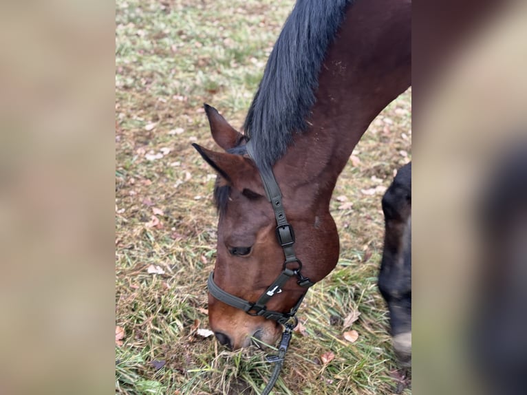 Deutsches Reitpferd Wallach 15 Jahre 176 cm Brauner in Hartberg